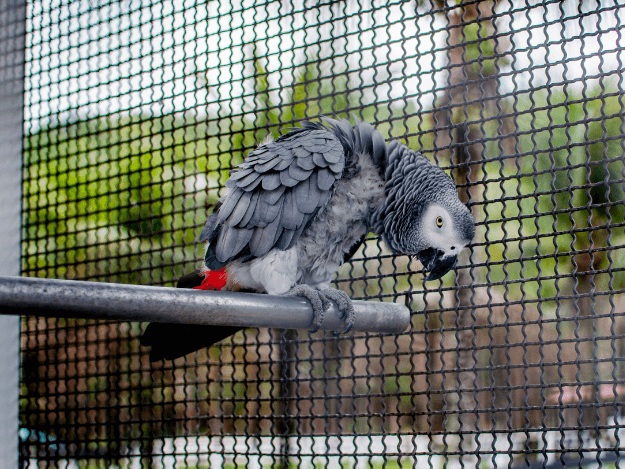 Hliníkové profily na voliéry: Proč jsou jasnou volbou?