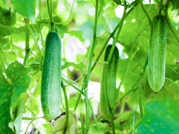 Kari síť v zahradě: Jak využít kari síť na okurky a další plodiny