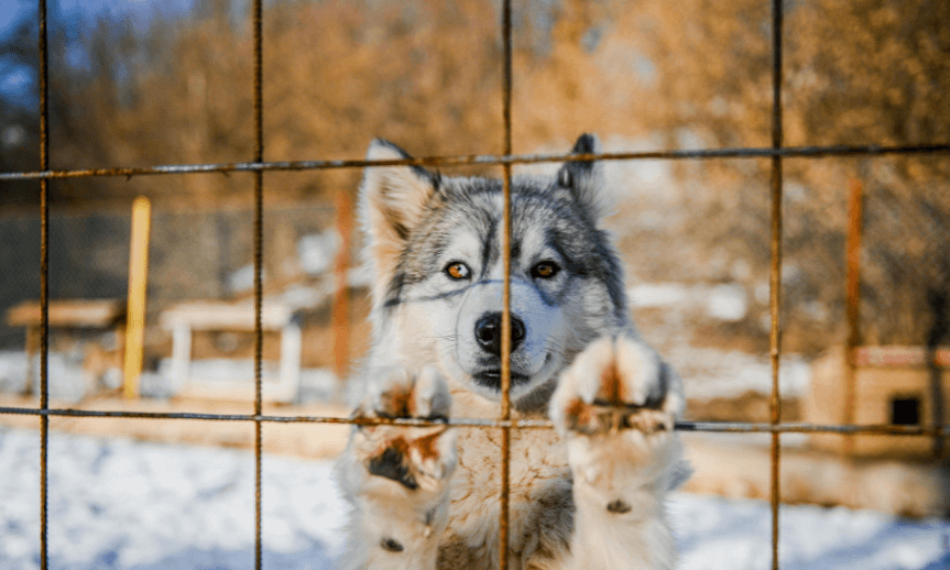 Kotec pro psa z kari sítě. Proč zvolit levné a pevné řešení