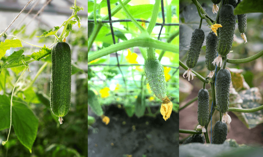 Jak upevnit síť na okurky? Praktický průvodce pro skvělou úrodu