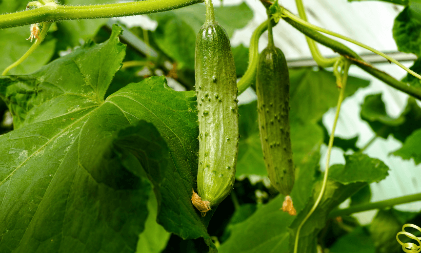 jak-pestovat-okurky-na-siti-atreon