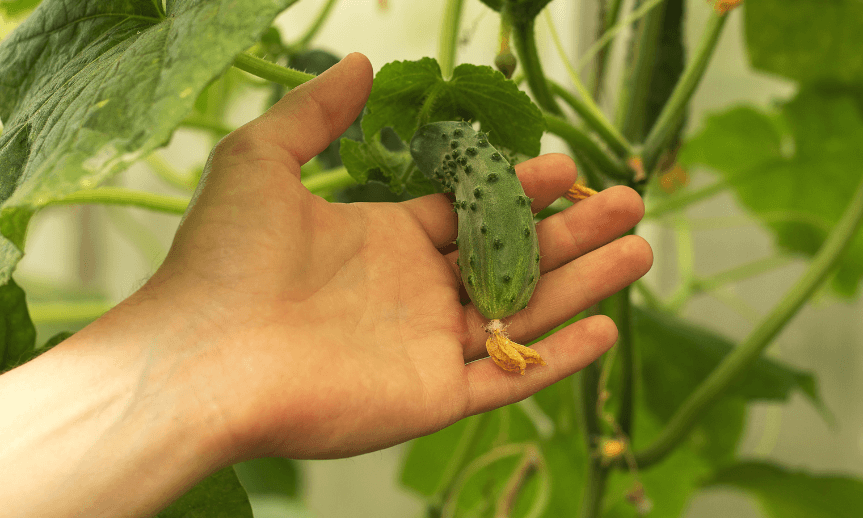 pestovani-okurek-na-siti-atreon